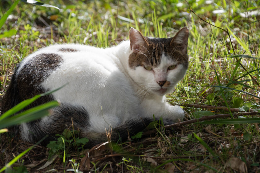 八王子市の猫