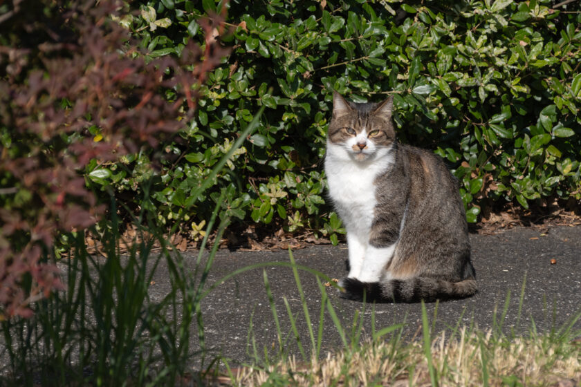 八王子市の猫