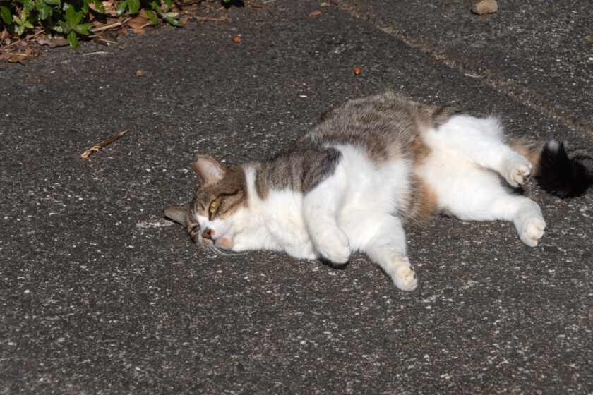 八王子市の猫