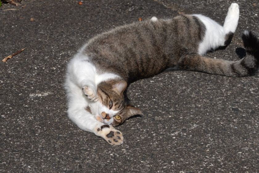 八王子市の猫