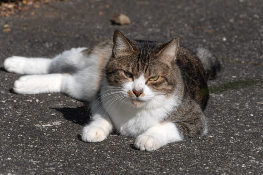 八王子市の猫