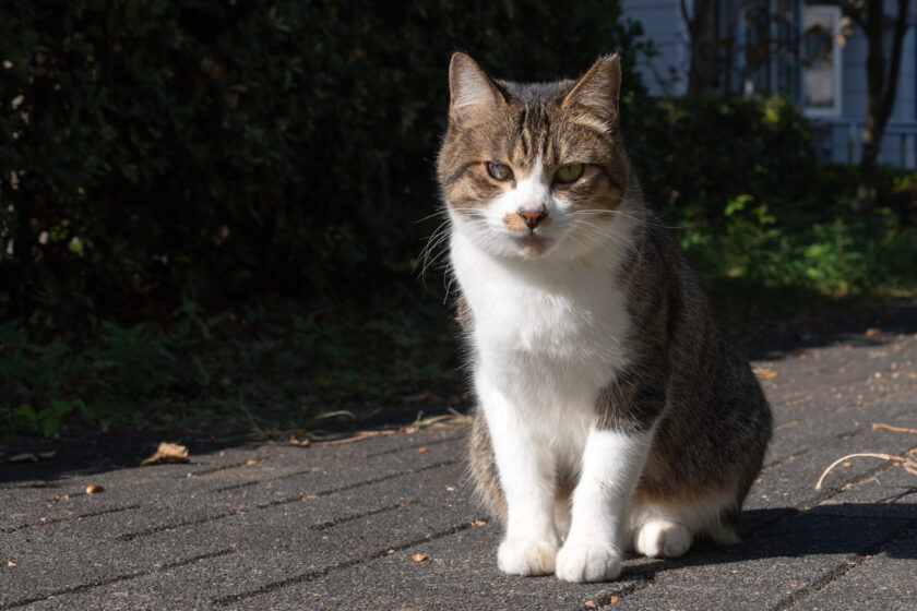 八王子市の猫