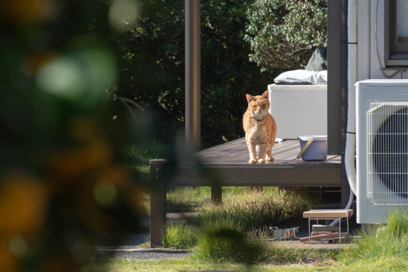 多摩市の猫