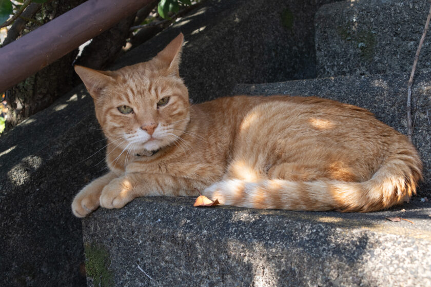 多摩市の猫