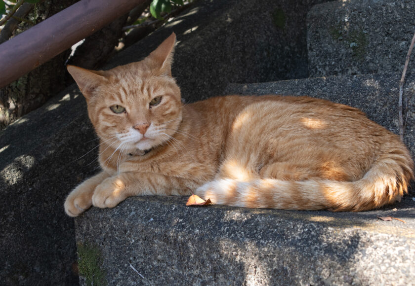 多摩市の猫