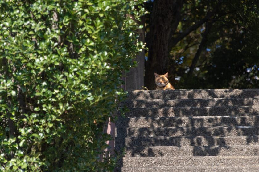 多摩市の猫