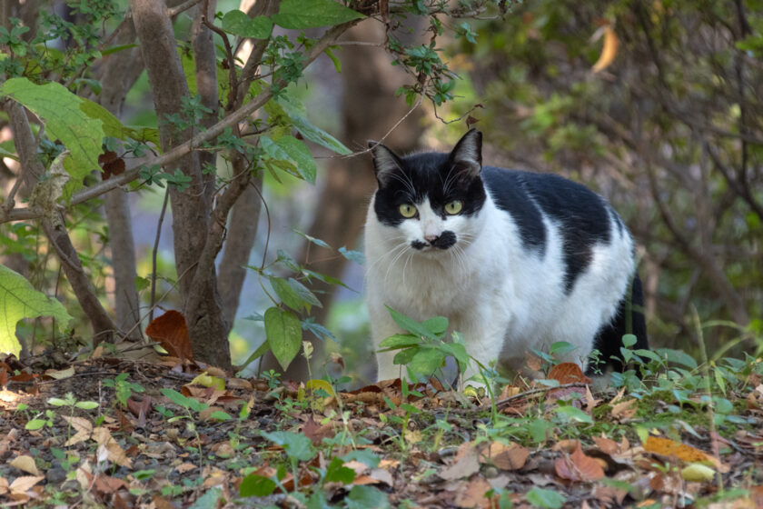 八王子市の猫