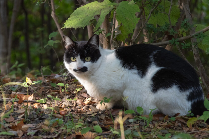 八王子市の猫