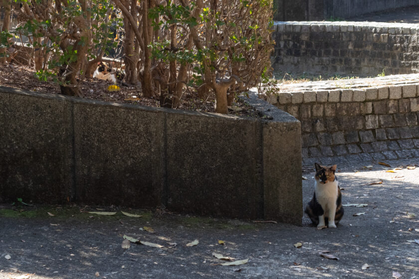 八王子市の猫