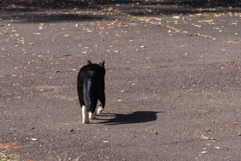 八王子市の猫