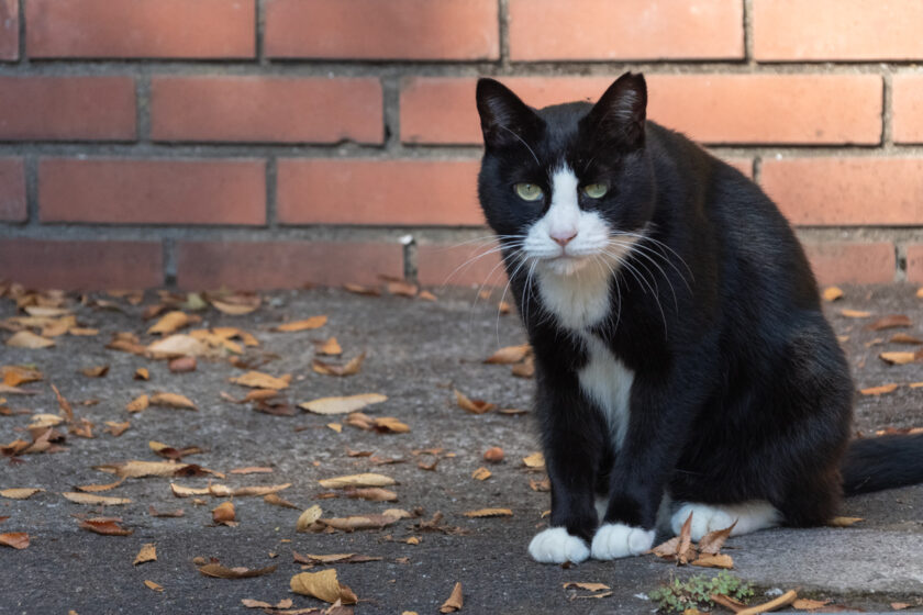 八王子市の猫