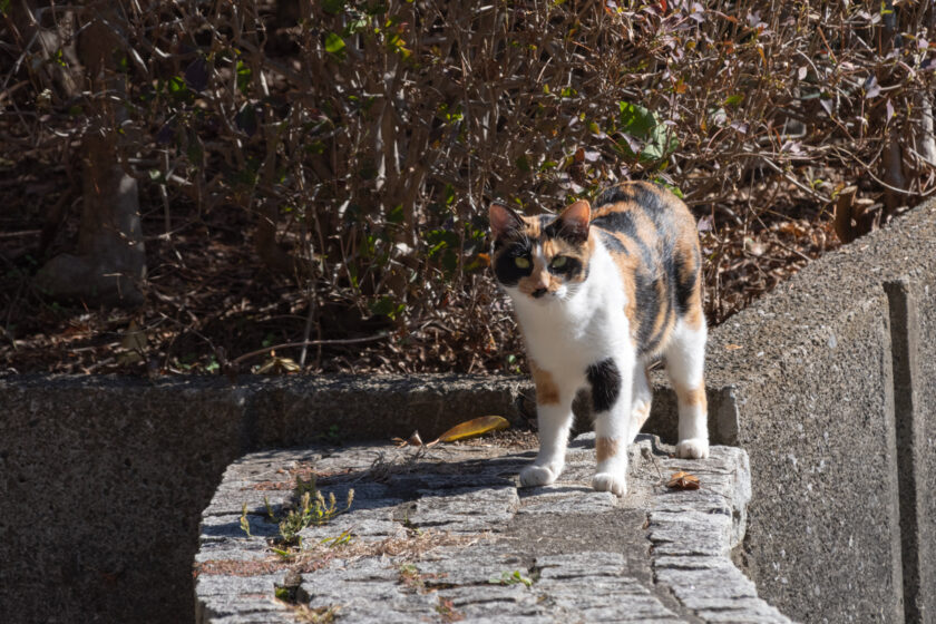 八王子市の猫