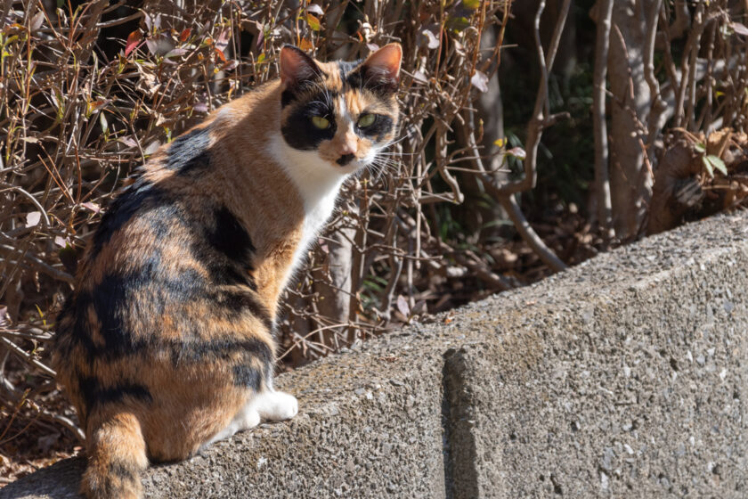 八王子市の猫