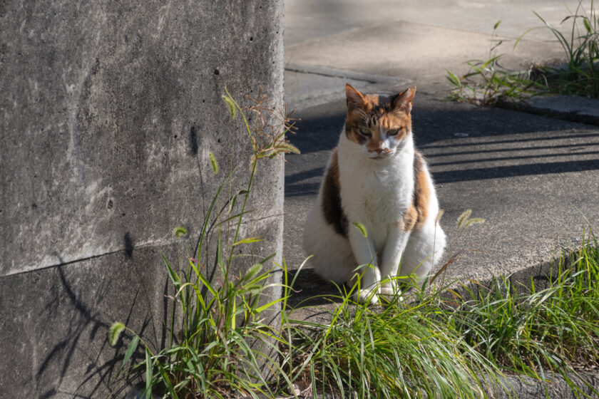 八王子市の猫