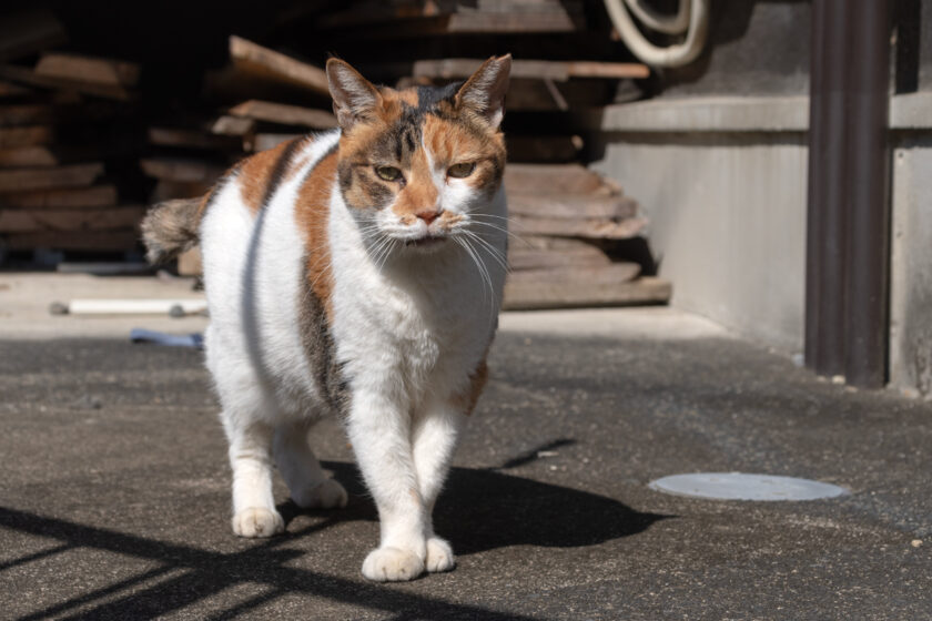 八王子市の猫