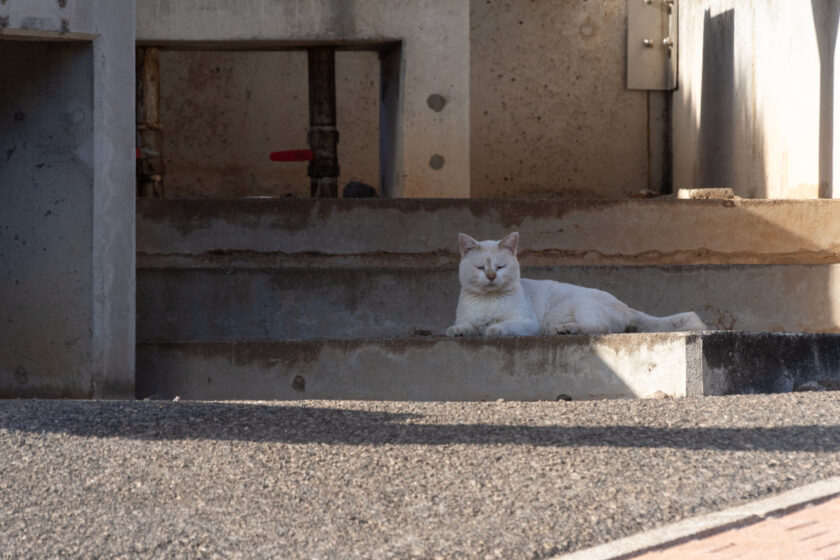 青ヶ島村の猫