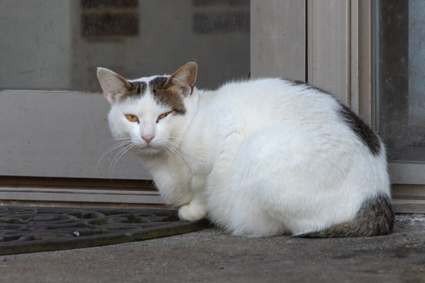 青ヶ島村の猫