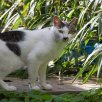 青ヶ島の猫