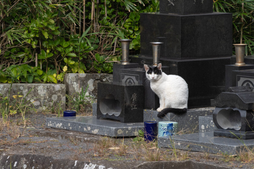 青ヶ島の猫