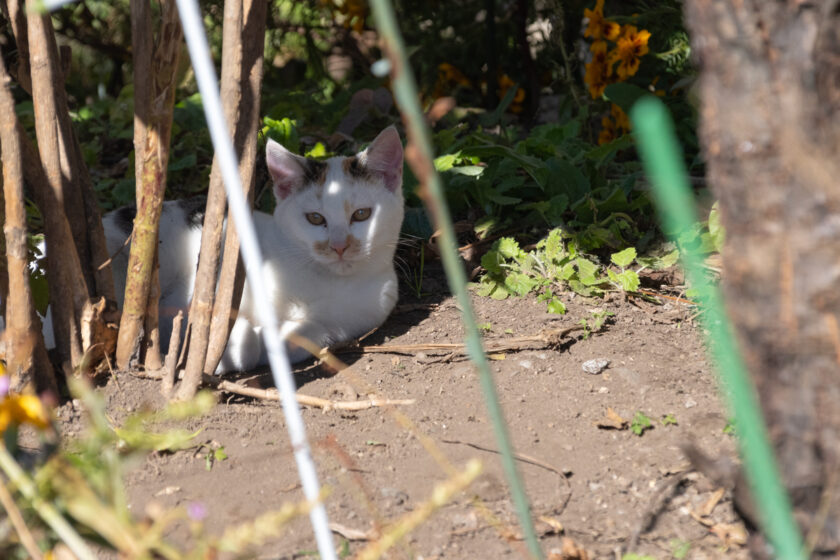 日光市の猫