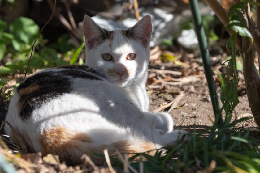 日光市の猫