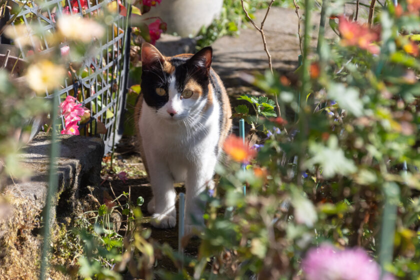 日光市の猫