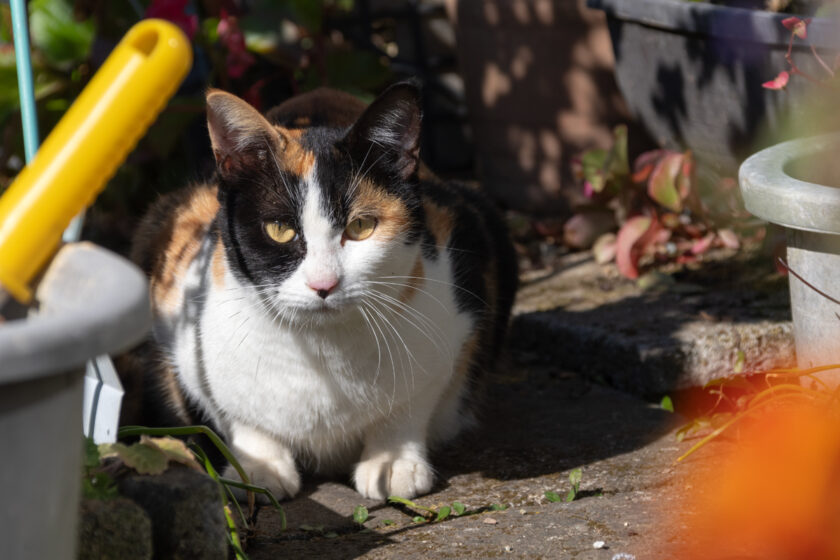 日光市の猫