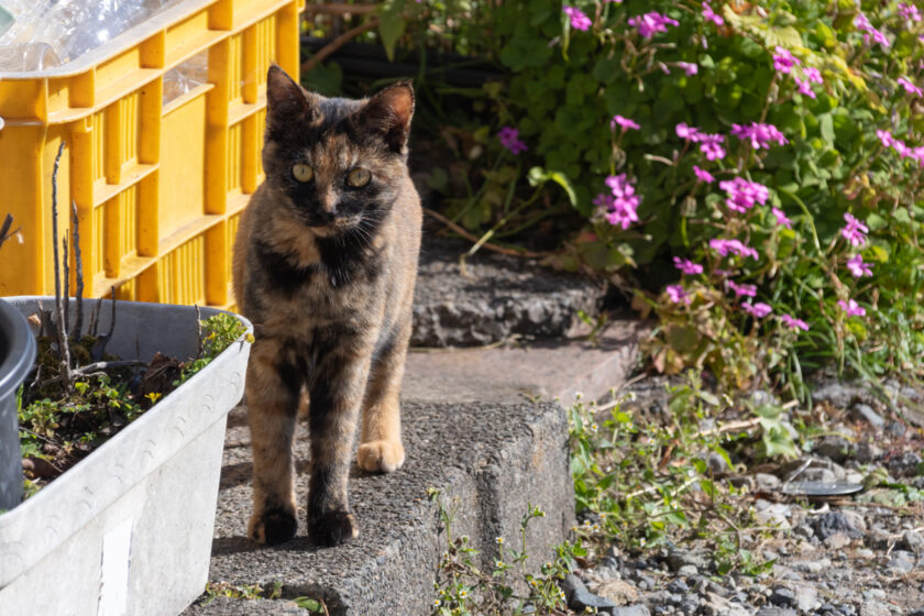 日光市の猫