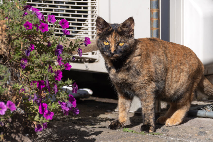 日光市の猫