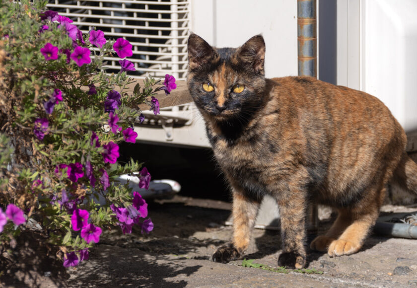 日光市の猫