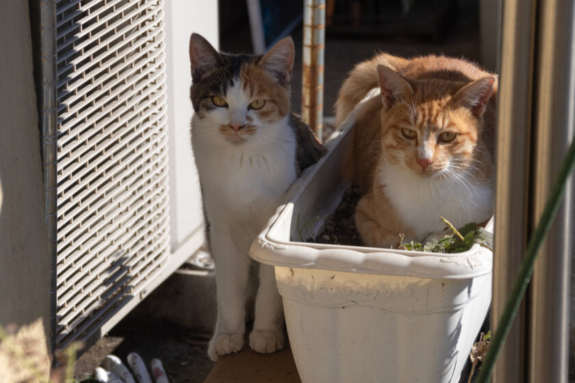 日光市の猫