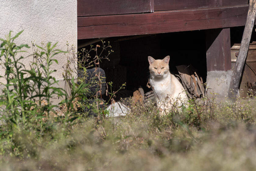 日光市の猫