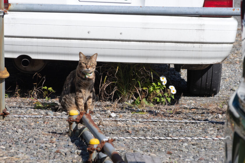 日光市の猫