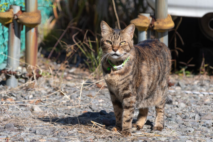 日光市の猫