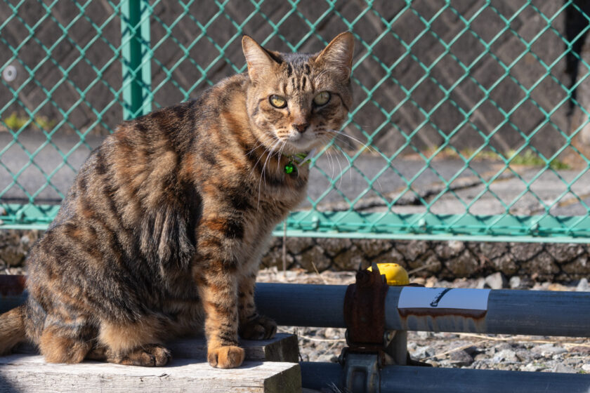 日光市の猫