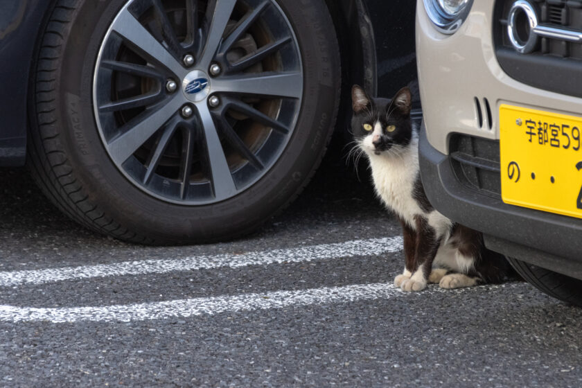 壬生町の猫