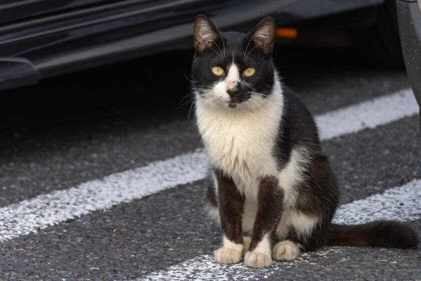 壬生町の猫