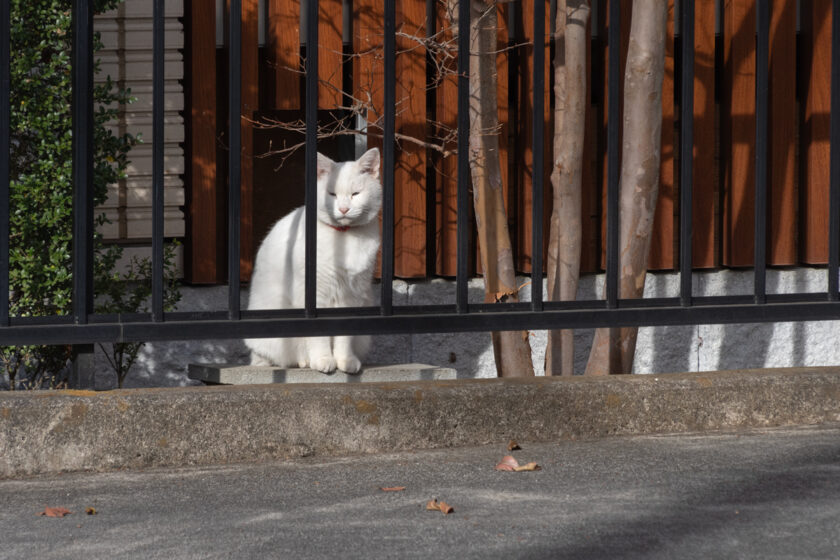 壬生町の猫