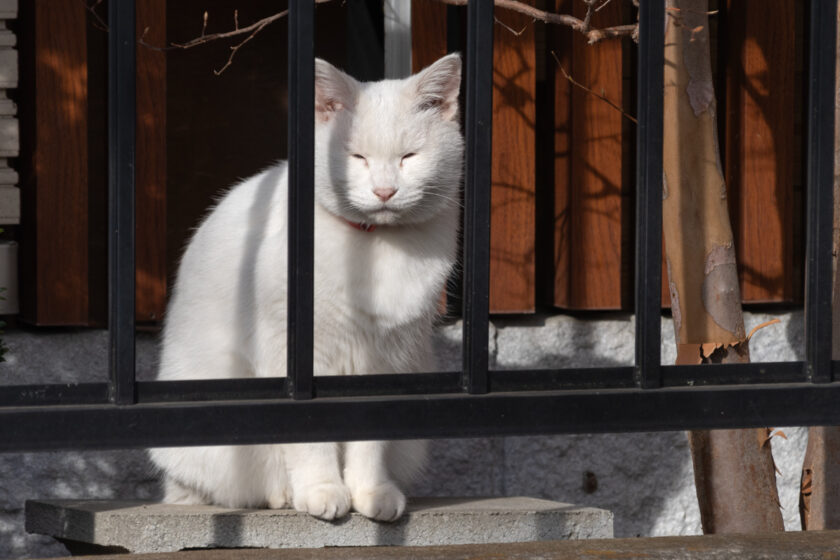 壬生町の猫