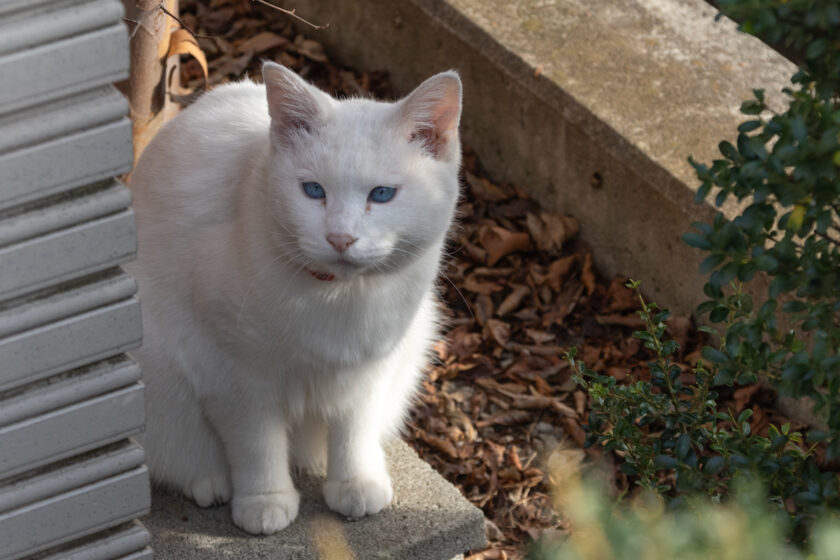 壬生町の猫