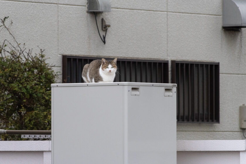 下野市の猫