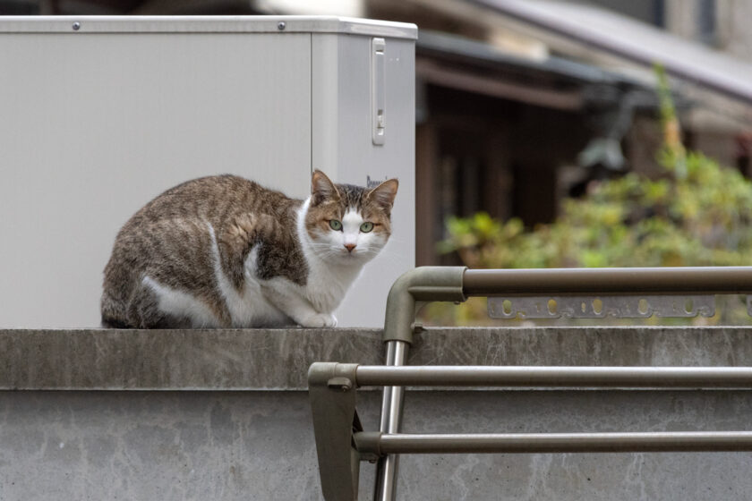 下野市の猫