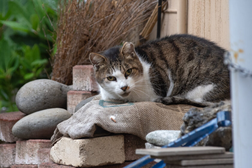 大島町の猫