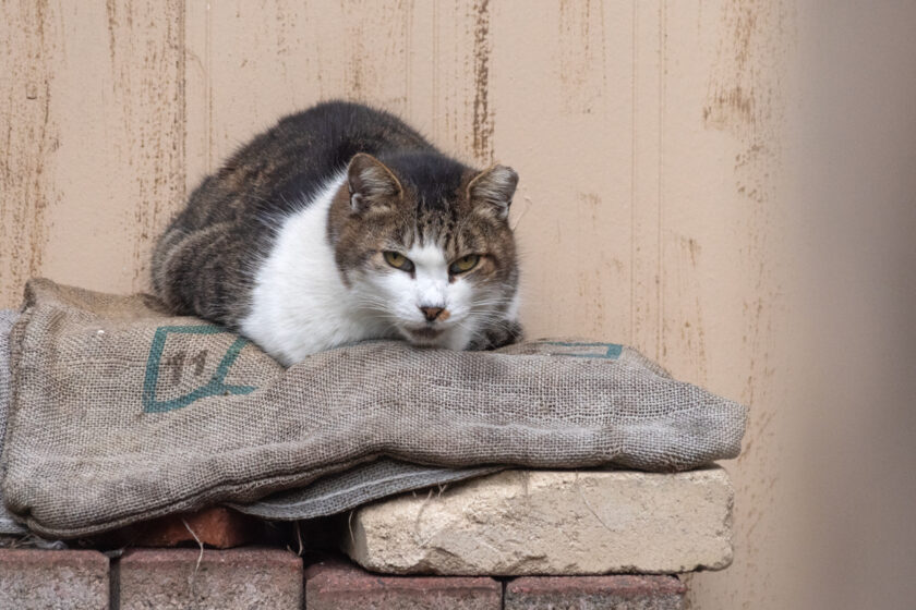 大島町の猫