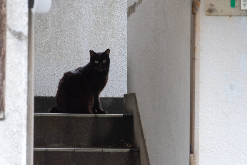 大島町の猫