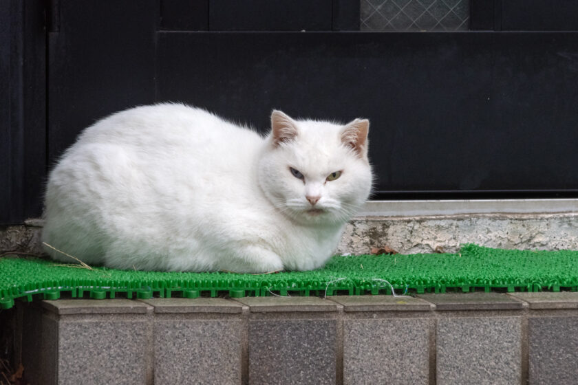 大島町の猫