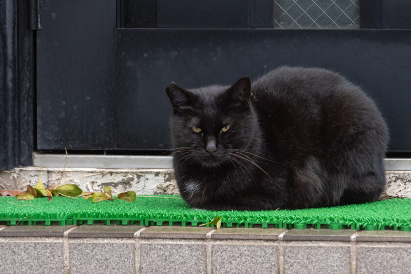 大島町の猫