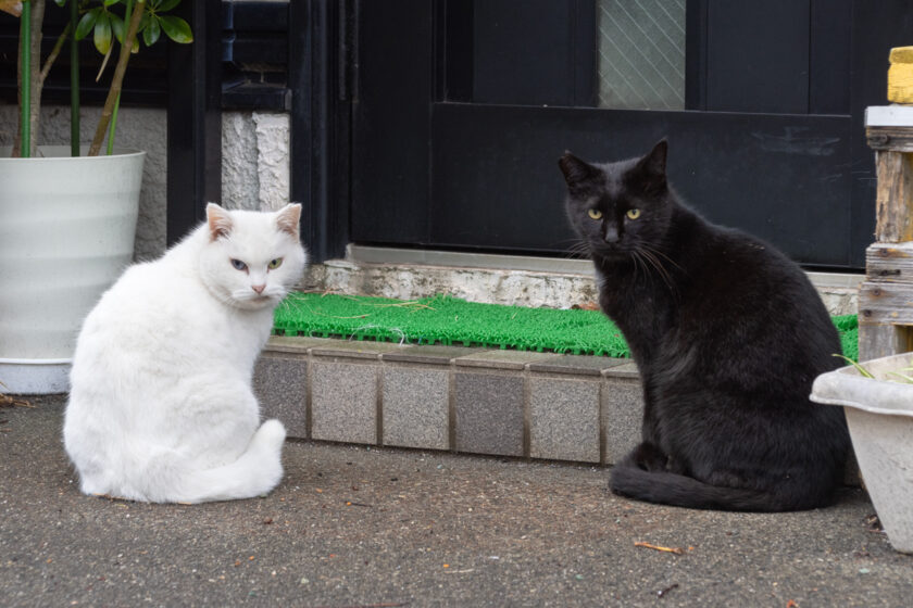 大島町の猫