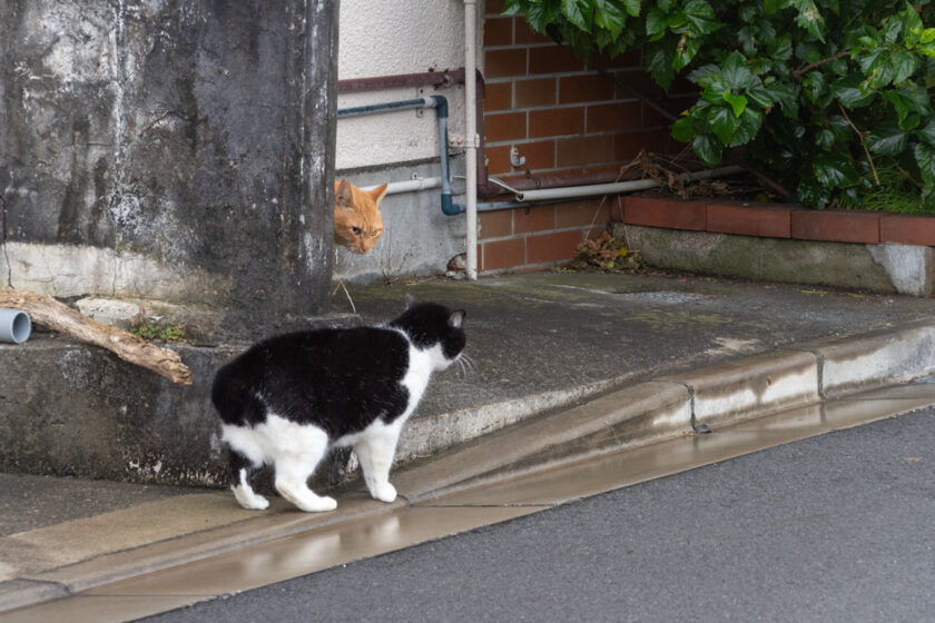 大島町の猫