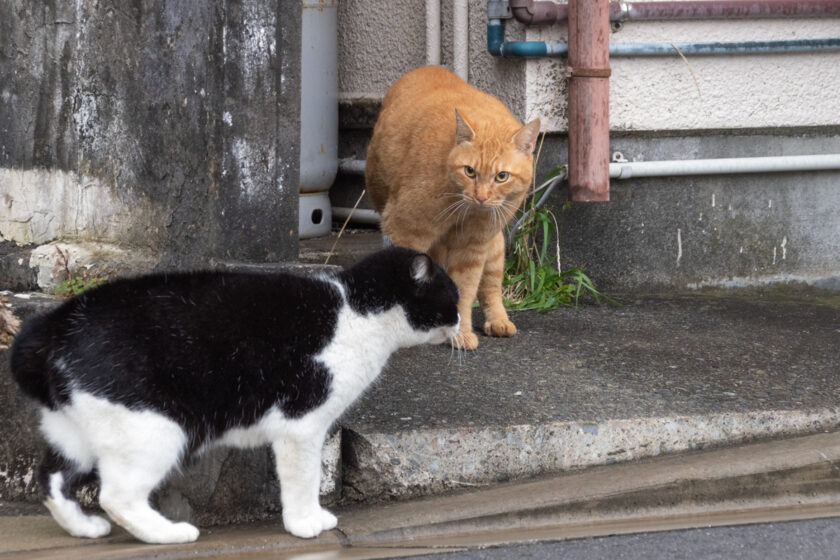 大島町の猫